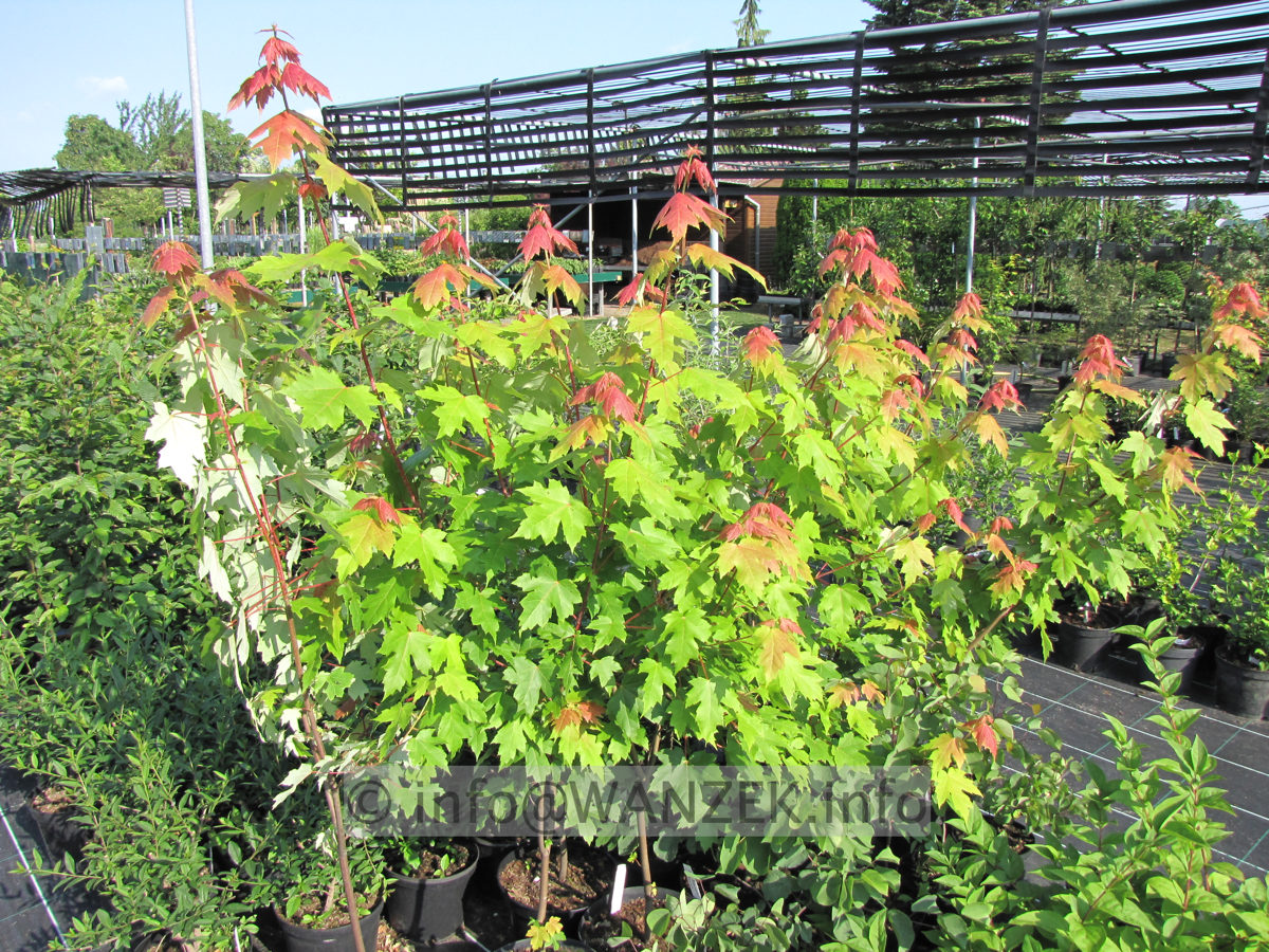 Acer rubrum Jeffers Red - im Wachstum.JPG